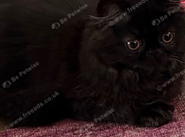 Registered pedigree Persian Female kitten