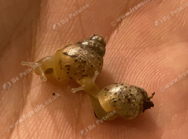 Baby giant African land snails