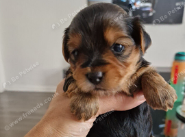 Yorkshire pure terrier