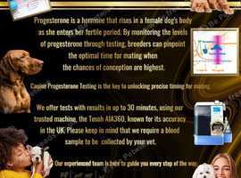 Progesterone Ovulation Testing