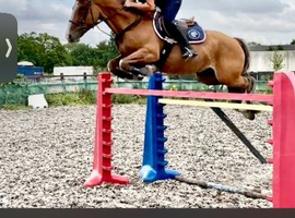 15.1 mare quick sale