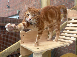 Affectionate Ginger Tabby Looking For New Home