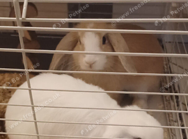 2 female bunnies