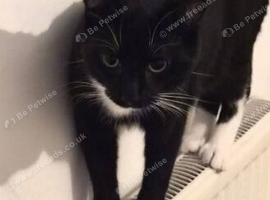 Cat free to good home