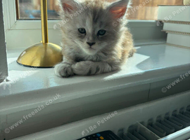 Maincoon kitten