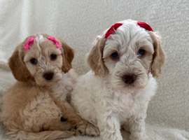 READY TO GO F1 cockapoo puppies just two girls left