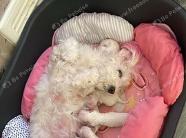 For sale pupppy bichon frise