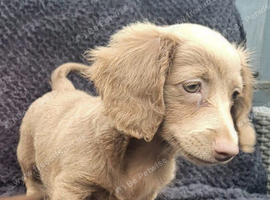Two Long haired miniature dacshunds for sale.