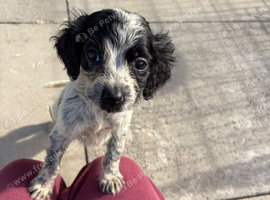 Cocker spaniel