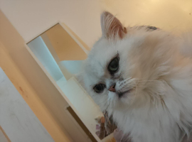 Persian female cat for sale
