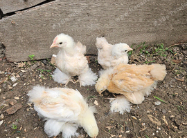 Pekin chicks
