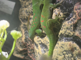 Beautiful day gecko