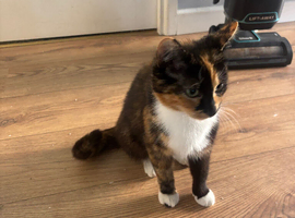 I have 7 beautiful kittens for sale