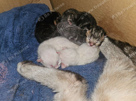 5x persian  kittens for sale 2 white 1 grey 1 tabby and one black and ginger