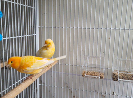 Canary