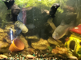 Female & Male Pleco
