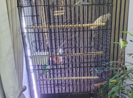 BUDGIE *LARGE* CAGE WITH 2 SANDED SHEETS, MILLET AND BUDGIE FOOD