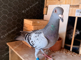 Free racing pigeons