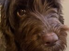 F1b Cockapoo x Cavapoo (Double Doodles) Moray