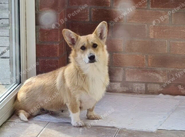 Lily - 7 year old Welsh Pembroke Corgi