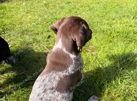 German Shorthaired Pointer Puppy - Liver & White Male GSP