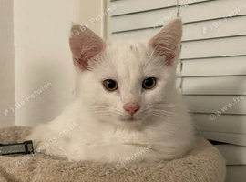 Playful White Kittens