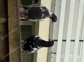 Pigeons for Sale available Now