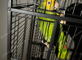 Double yellow headed Amazon Glasgow