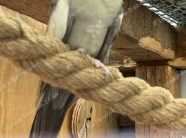 Beautiful male cockatiel