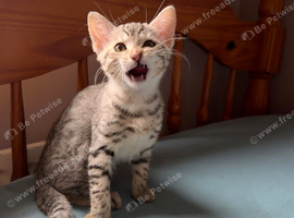 3 adorable Egyptian Mau girls looking for a family