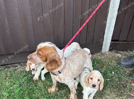 Cocker spaniel puppies