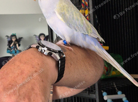 6 month old Ringneck