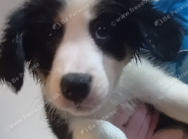 Bearded collie/smoothe blue merle collie mix puppies