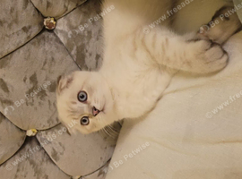Scottish fold/straight kittens