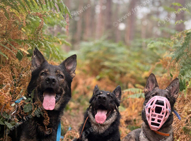 WORKING LINE INTACT MALE GERMAN SHEPHERD