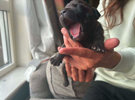 Beautiful staffy puppies