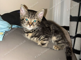 Norwegian forest kittens