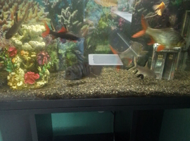 Tropical fish and tank
