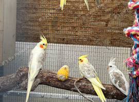 2026 aviary breed mutation cockatiels