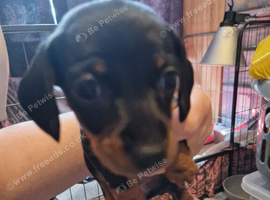 Mini dachshund