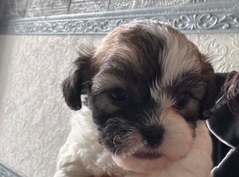 Maltese puppies
