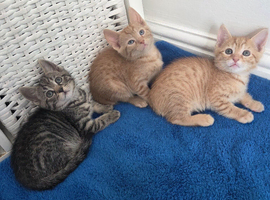 3 Beautiful Kittens Left