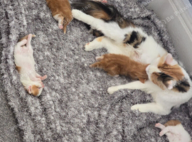 3 female kittens