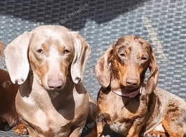KC Chocolate and tan dapple female