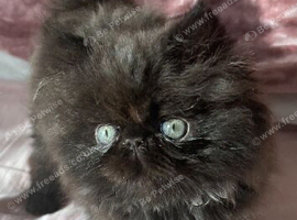 stunning rare black smoke Persian Kitten