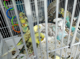 This year's young budgies