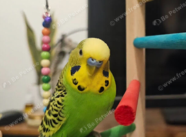 male budgerigar accustomed to being handled