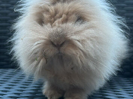 Rabbit for sale