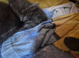 2 kittens
