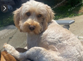 Beautiful cockapoo pups